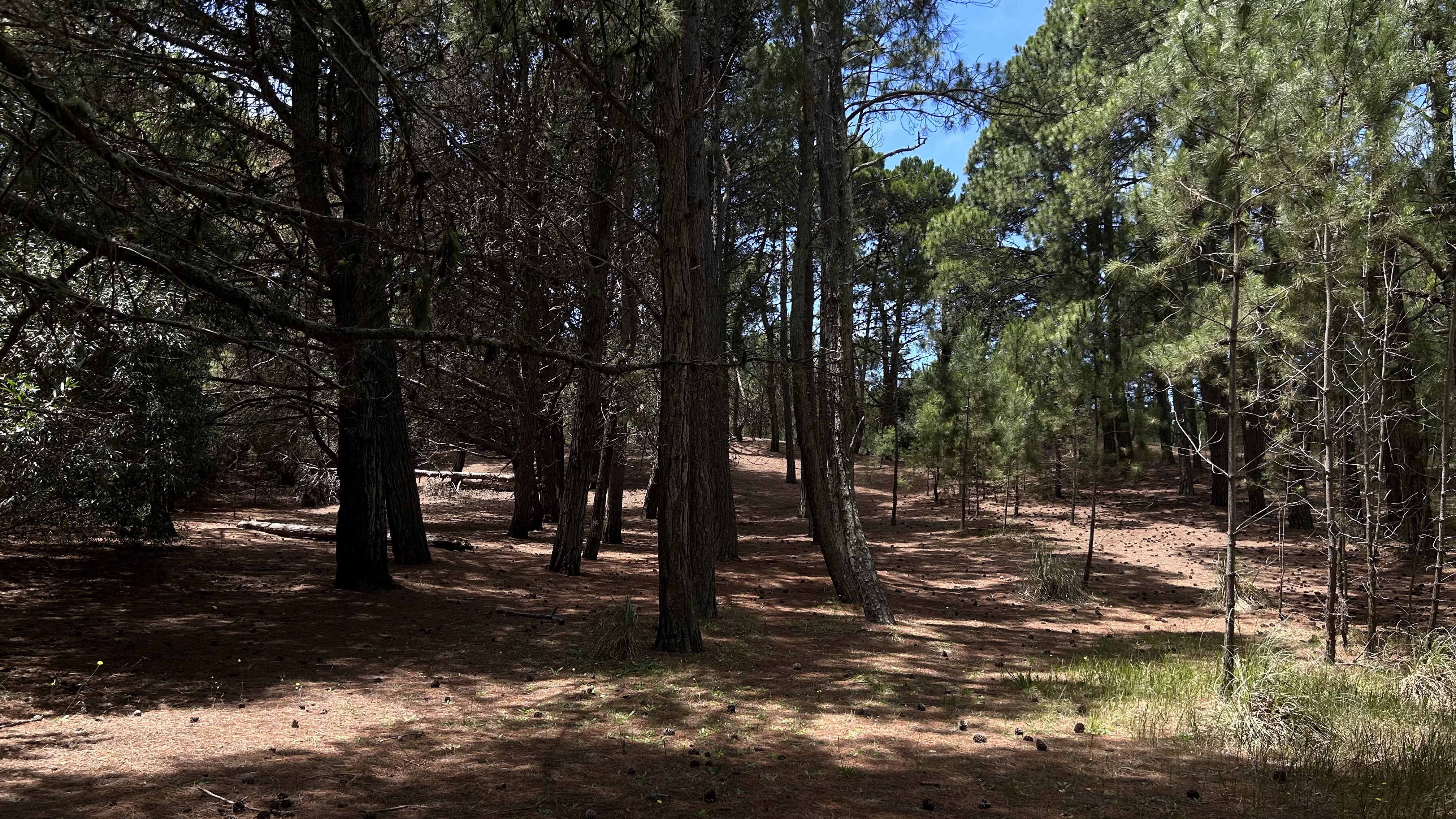 A pasos del bosque
